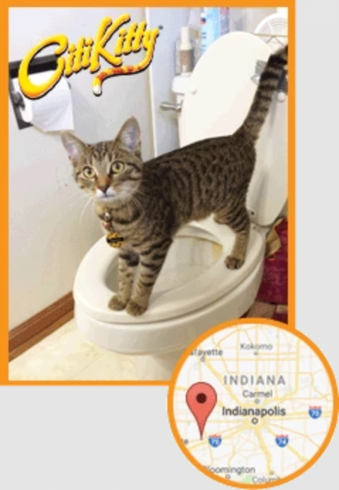 Meet Sophia, Wanting to Live Litter-Free Leads to Cat Toilet Training